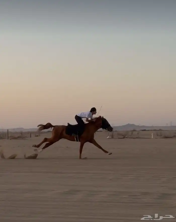 خيل شعبي للبيع 7