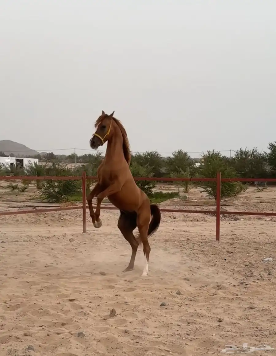 حصان شعبي للبيع 6