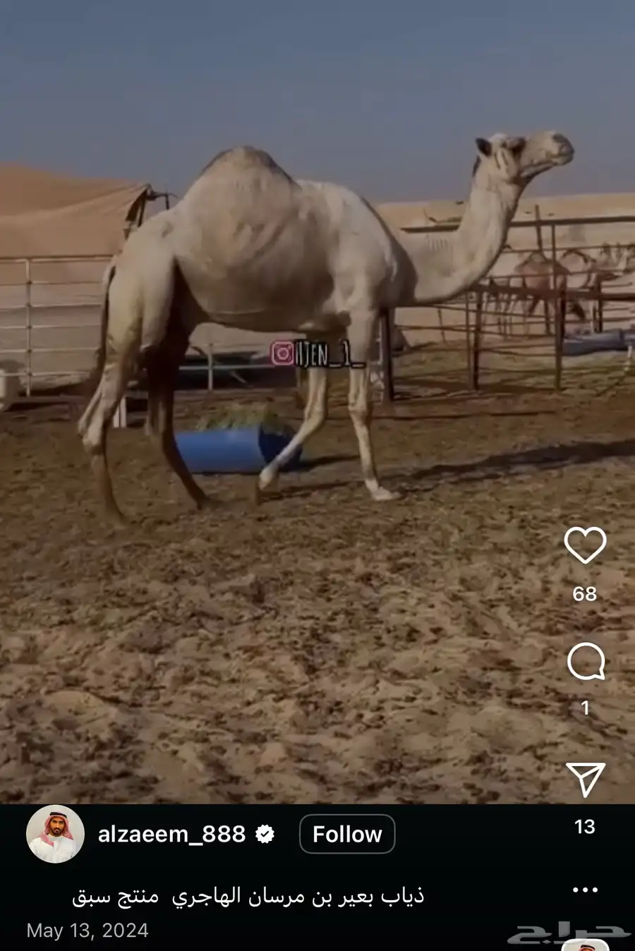 هجن متلي بكر على ذياب ولدها قريب 2