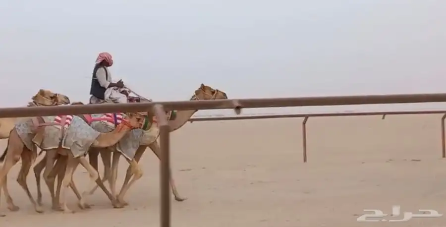 بعير قليصه 0
