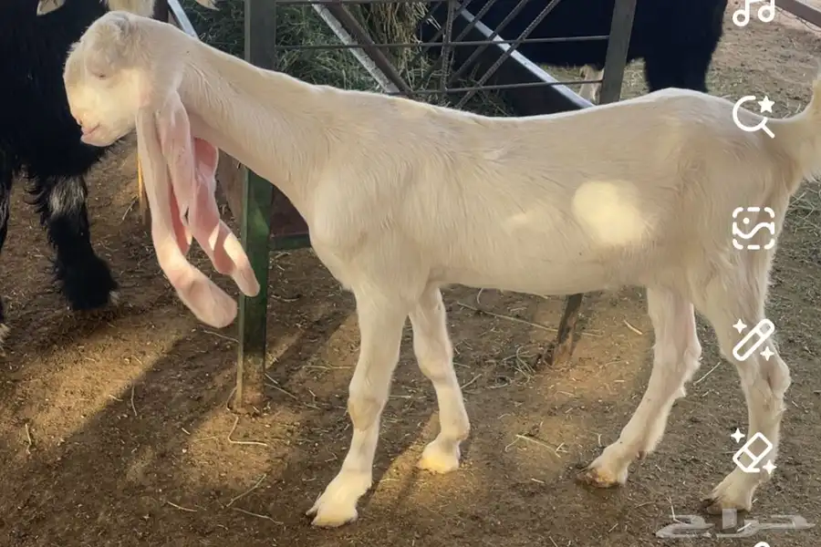 جفار مشارك 0
