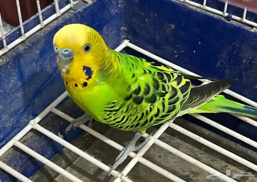 عصفور صغير للزينة غير اليف 1