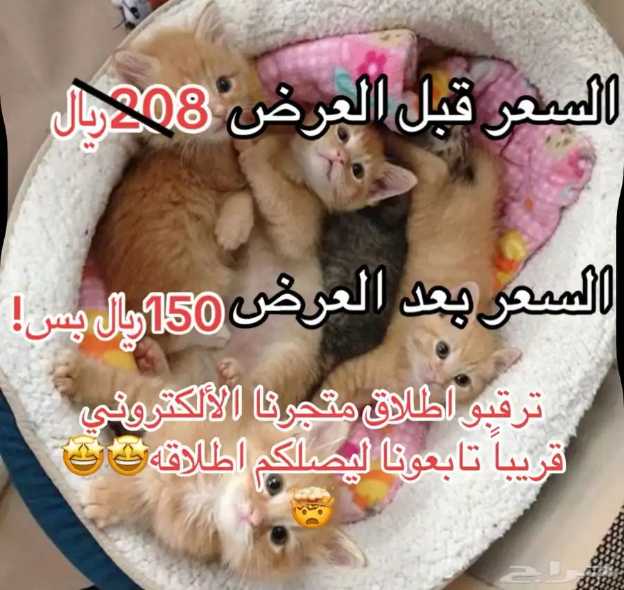 بكج القطط سعر جملة توصيل مجاني الى جميع مناطق المملكة 8