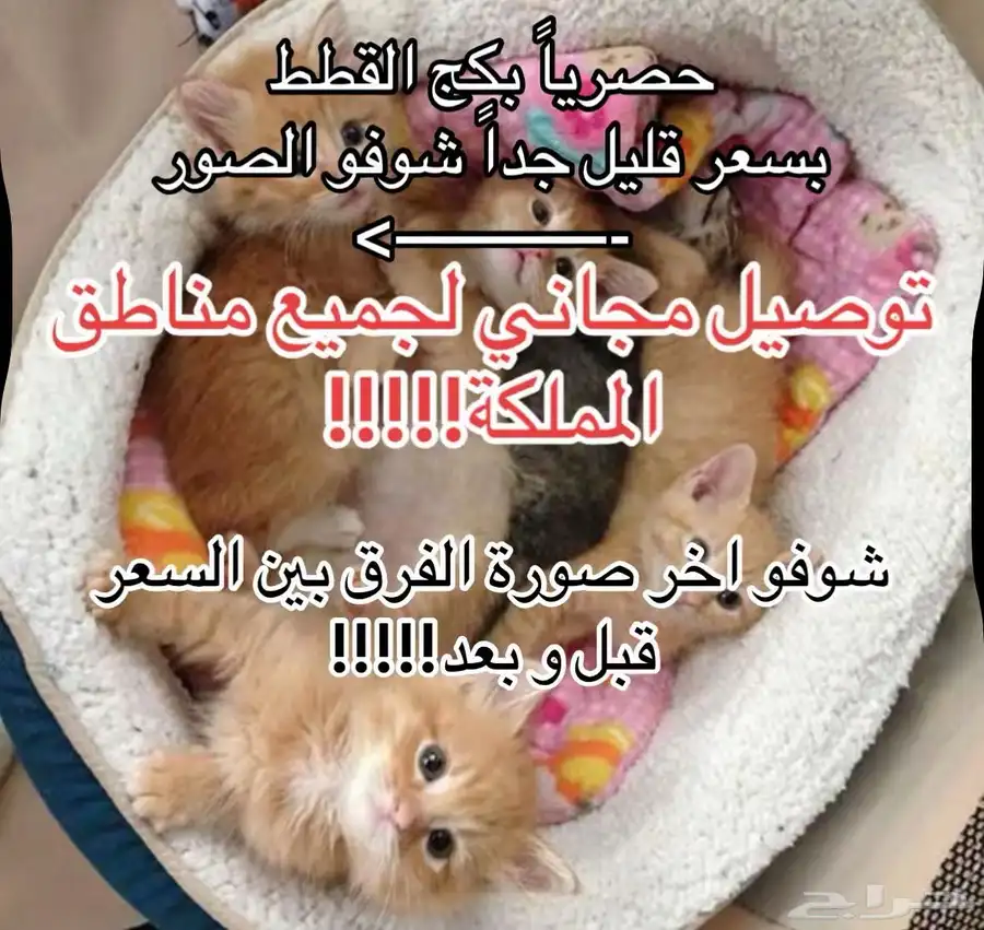 بكج القطط سعر جملة توصيل مجاني الى جميع مناطق المملكة 0