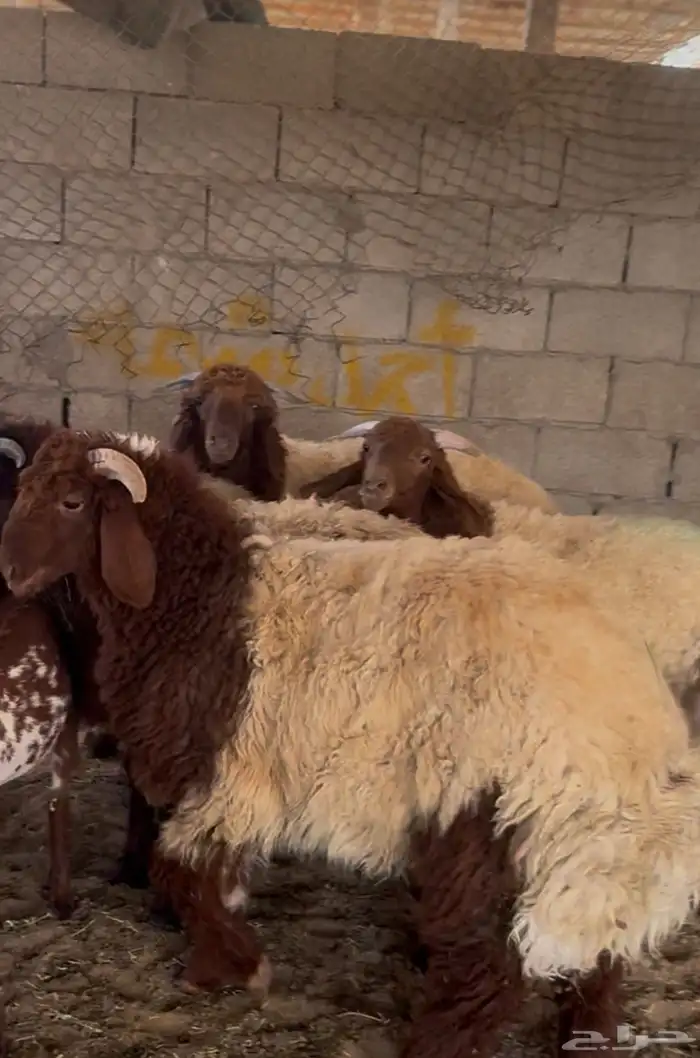 نعيمي بلدي   وحريات طيبه 1