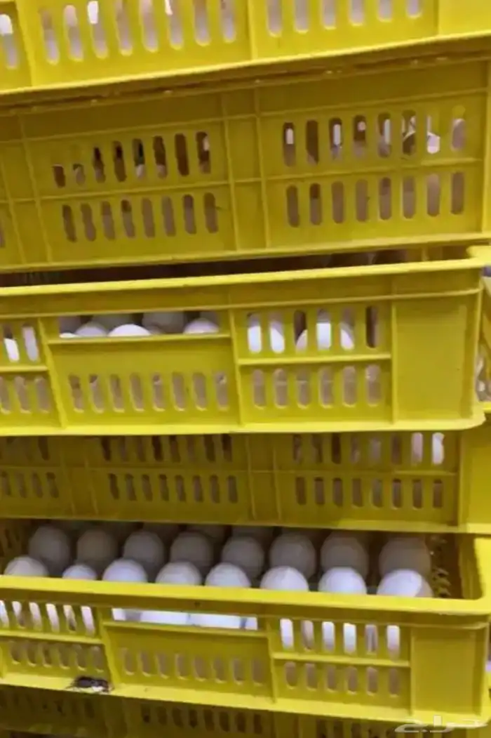 بيض فيومي مشكل مخصب 1