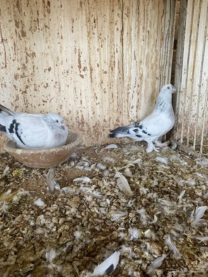 حمام تركي فاخر تم البيع 1