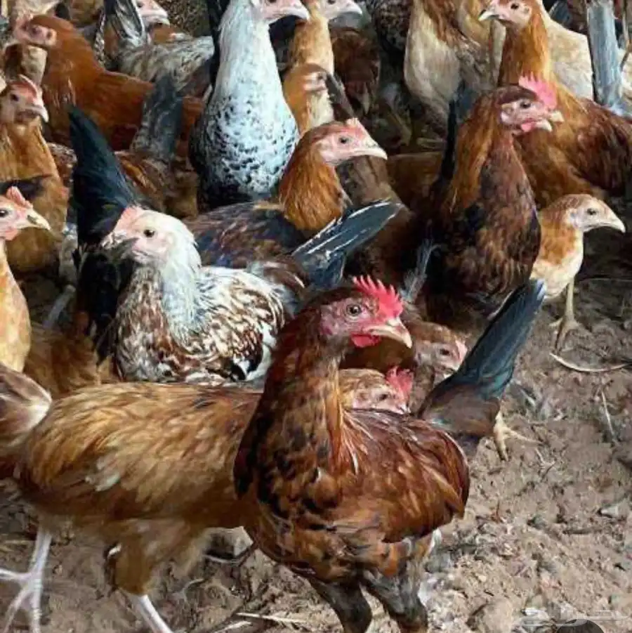دجاج بلدي وبط 1