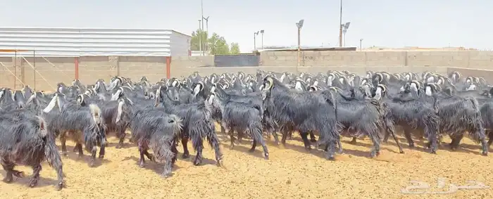 معزا عوارض صنف 160 راس ( تم البيع ) 38