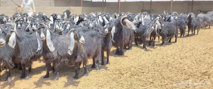 معزا عوارض صنف 160 راس ( تم البيع ) 69