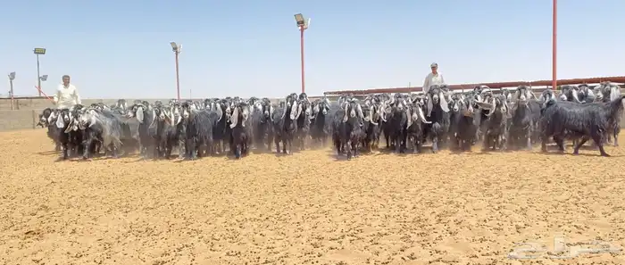 معزا عوارض صنف 160 راس ( تم البيع ) 31