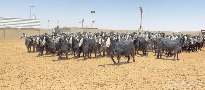 معزا عوارض صنف 160 راس ( تم البيع ) 21