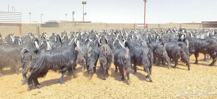 معزا عوارض صنف 160 راس ( تم البيع ) 40