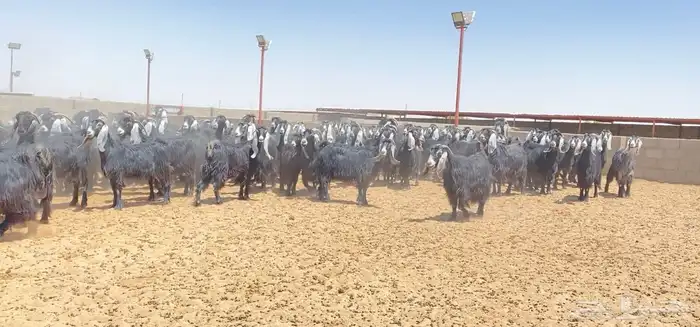 معزا عوارض صنف 160 راس ( تم البيع ) 33