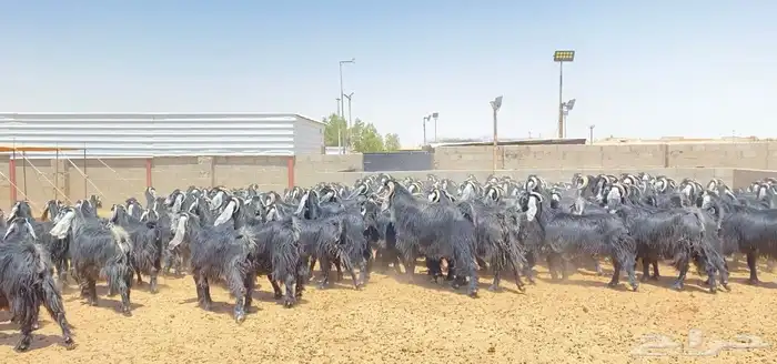 معزا عوارض صنف 160 راس ( تم البيع ) 44
