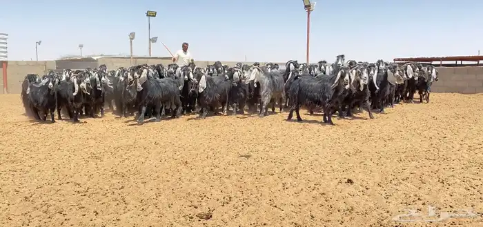 معزا عوارض صنف 160 راس ( تم البيع ) 6