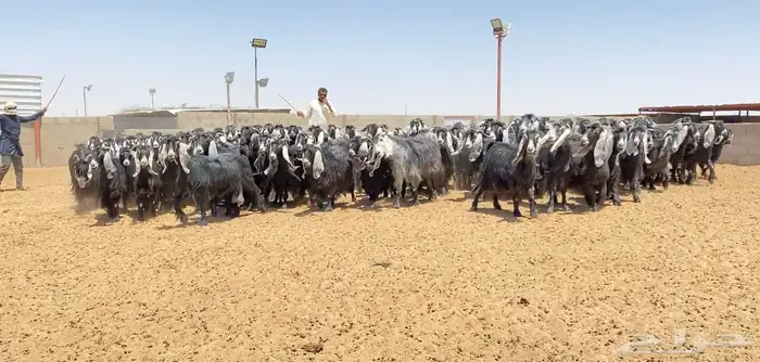 معزا عوارض صنف 160 راس ( تم البيع ) 43