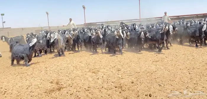 معزا عوارض صنف 160 راس ( تم البيع ) 5