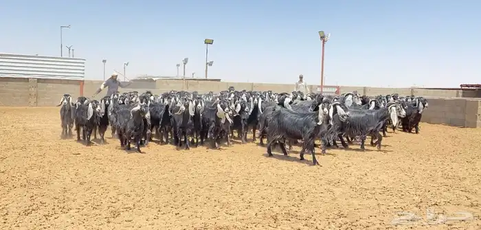 معزا عوارض صنف 160 راس ( تم البيع ) 16