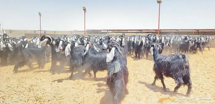 معزا عوارض صنف 160 راس ( تم البيع ) 29