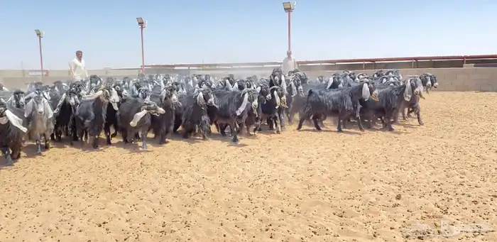 معزا عوارض صنف 160 راس ( تم البيع ) 39