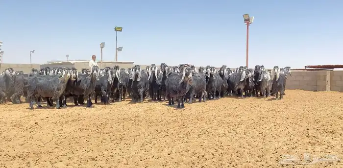 معزا عوارض صنف 160 راس ( تم البيع ) 41