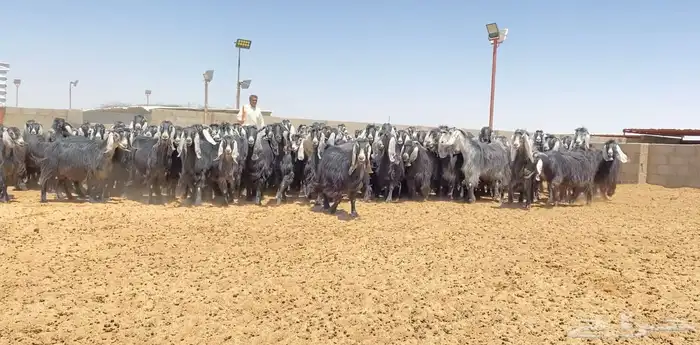 معزا عوارض صنف 160 راس ( تم البيع ) 2