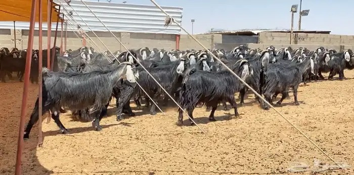 معزا عوارض صنف 160 راس ( تم البيع ) 37
