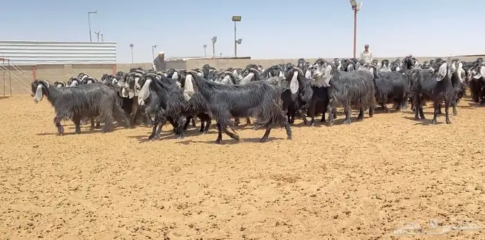 معزا عوارض صنف 160 راس ( تم البيع ) 20