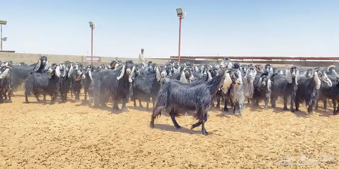 معزا عوارض صنف 160 راس ( تم البيع ) 27