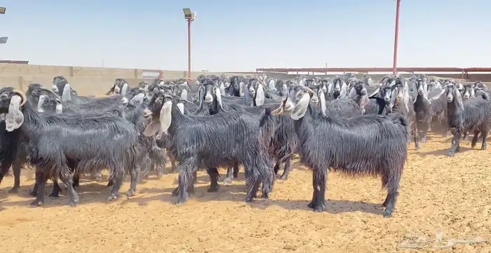 معزا عوارض صنف 160 راس ( تم البيع ) 11