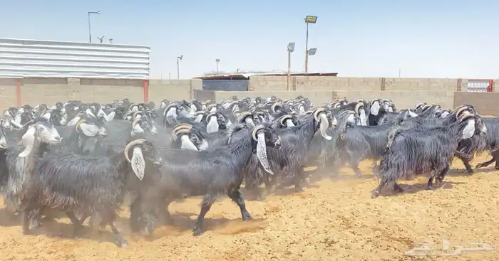 معزا عوارض صنف 160 راس ( تم البيع ) 0