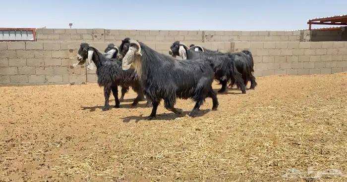 معزا عوارض صنف 160 راس ( تم البيع ) 54