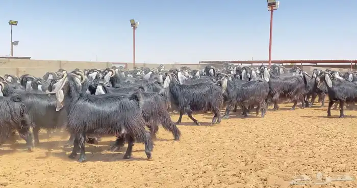 معزا عوارض صنف 160 راس ( تم البيع ) 12