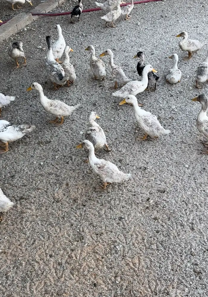 بط بكين 1
