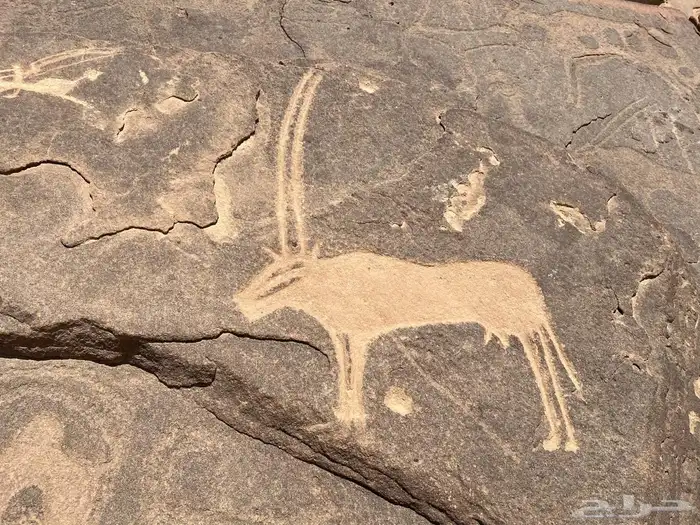 مرشد سياحي الربع الخالي نجران 34