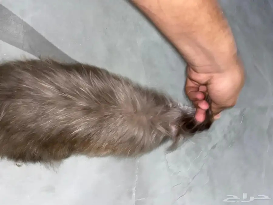 زوج ارانب روسيه 2