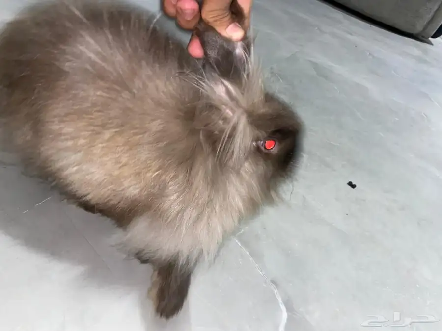 زوج ارانب روسيه 7