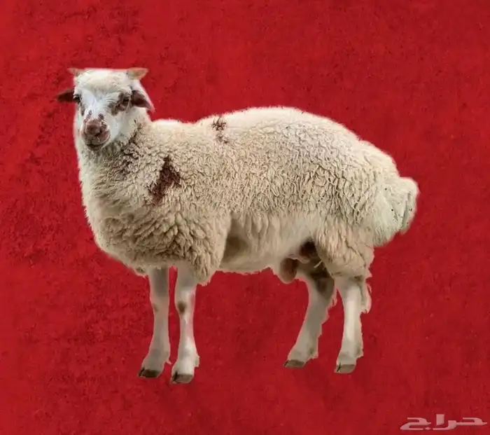 حروف نعيمي كشميري مبرد طازة 0