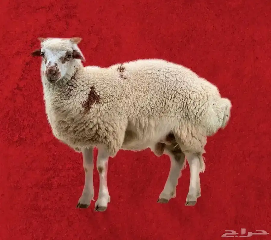 حروف نعيمي كشميري مبرد طازة 0