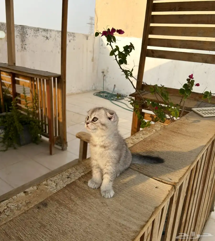 قطط كيتن سكوتش فولد وستريت للبيع انتاج فااخر 1