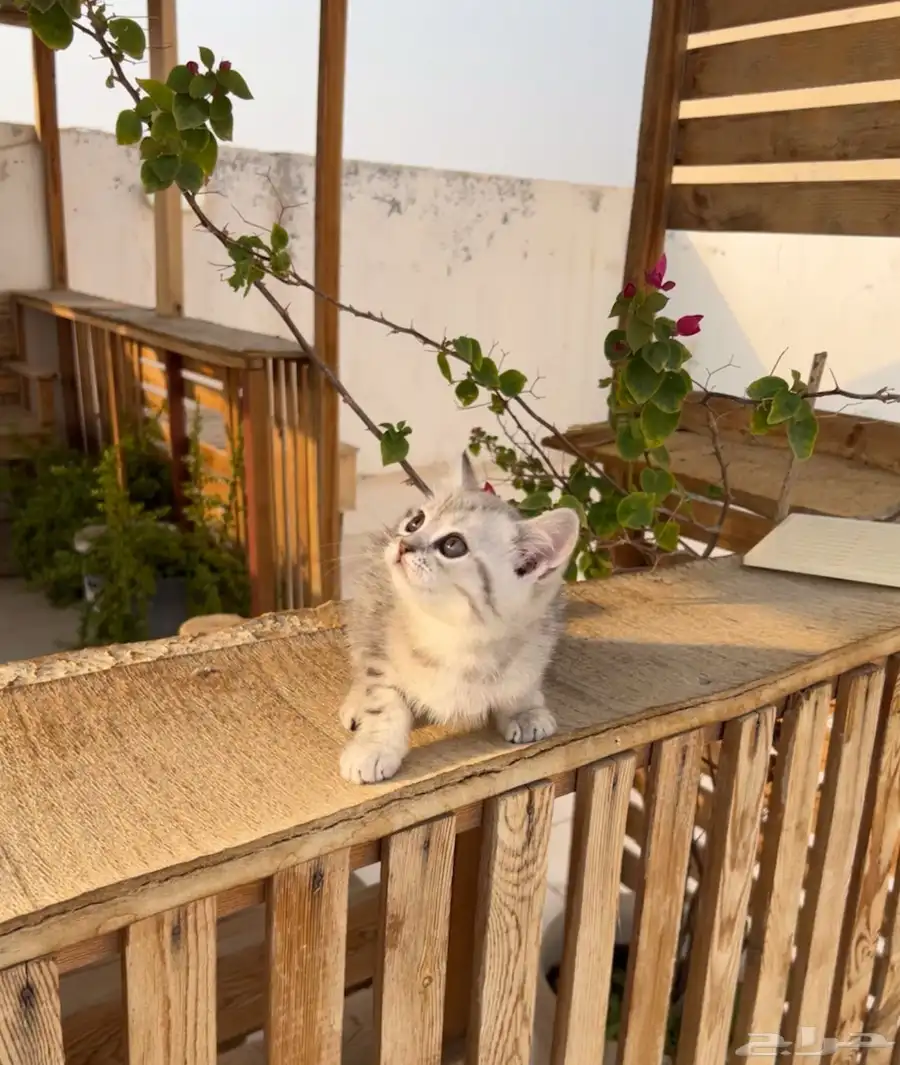 قطط كيتن سكوتش فولد وستريت للبيع انتاج فااخر 4