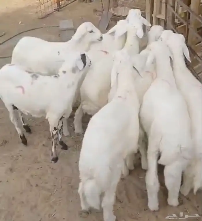 طليان حريات ذبائح 0