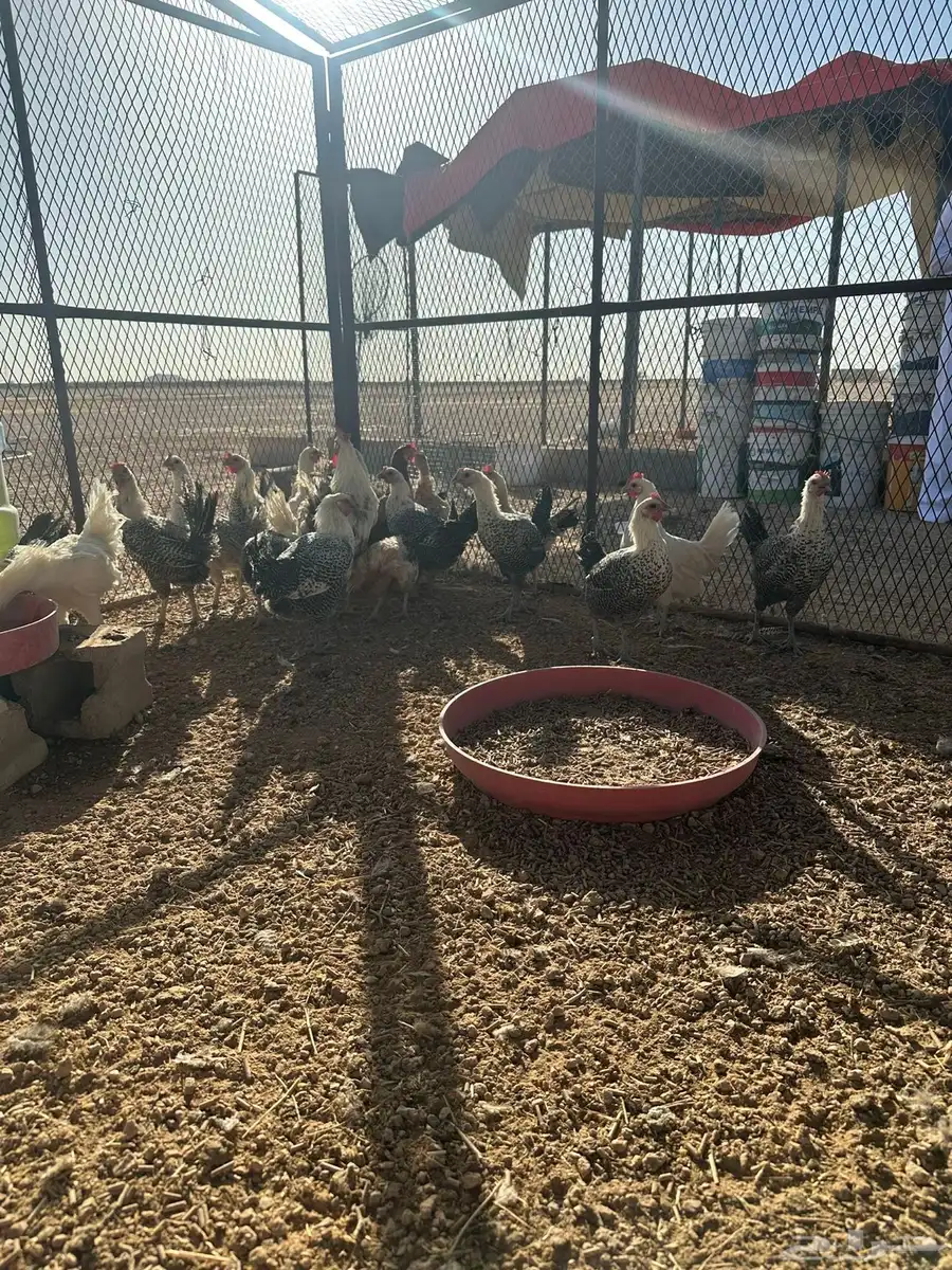 دجاج بياض فيومي 4