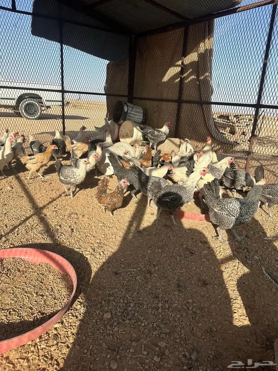 دجاج بياض فيومي 1