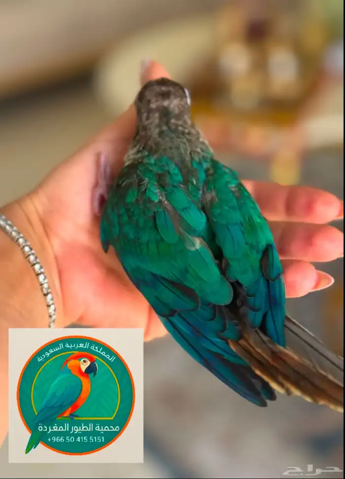 محمية الطيور المغردة 0