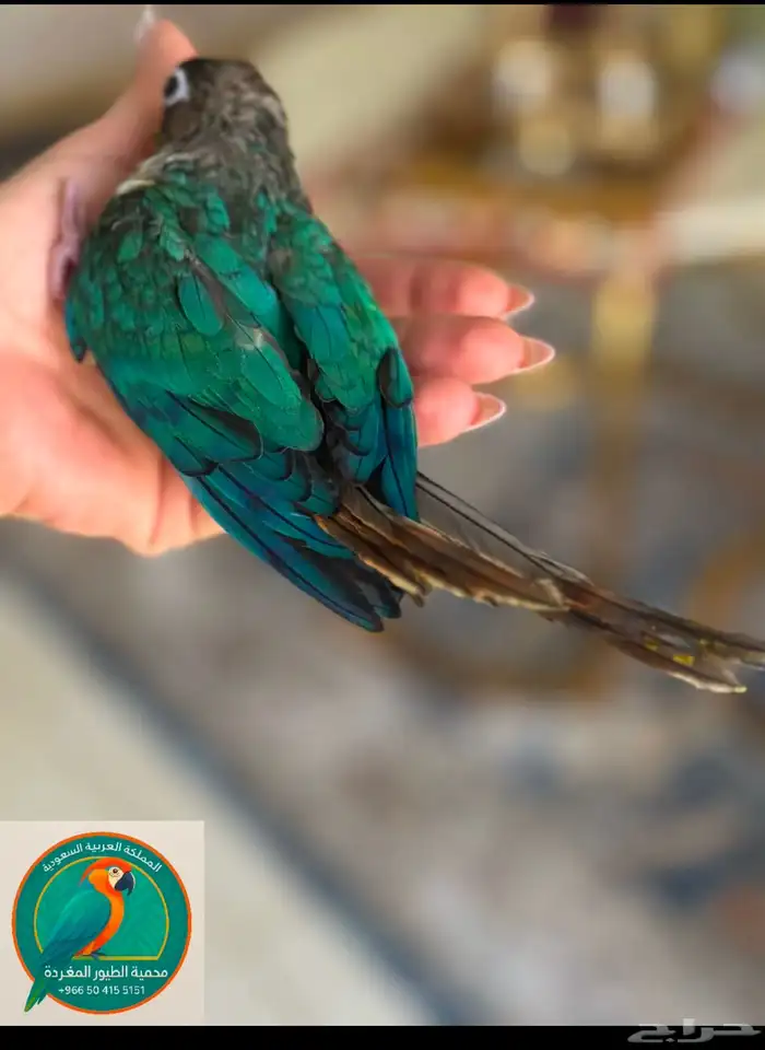 محمية الطيور المغردة 2