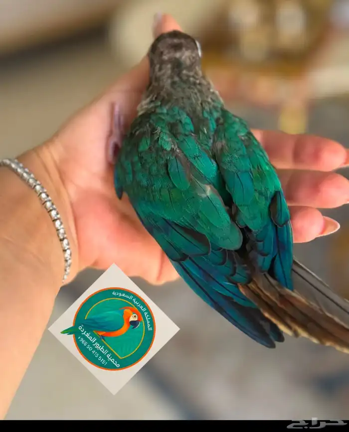 محمية الطيور المغردة 1