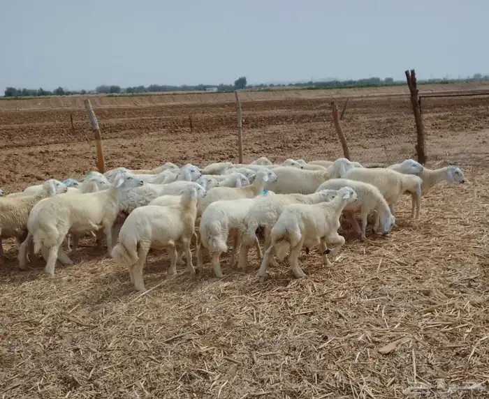 طليان ورخال 5 شهور 2