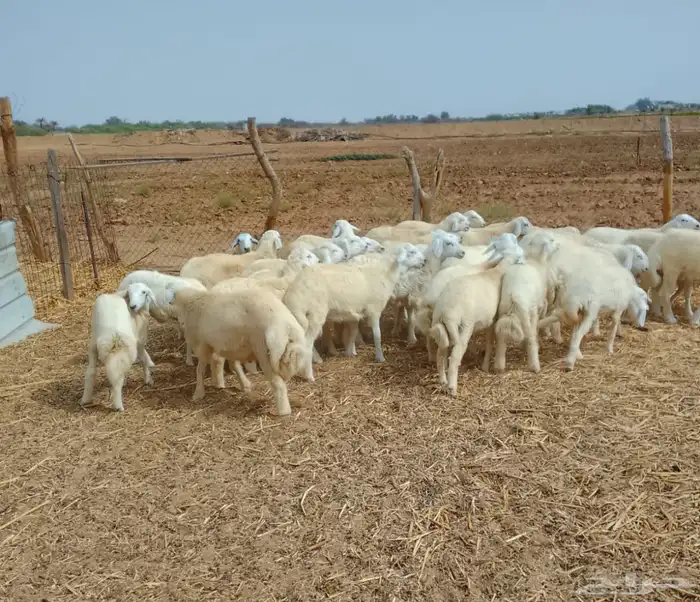 طليان ورخال 5 شهور 1